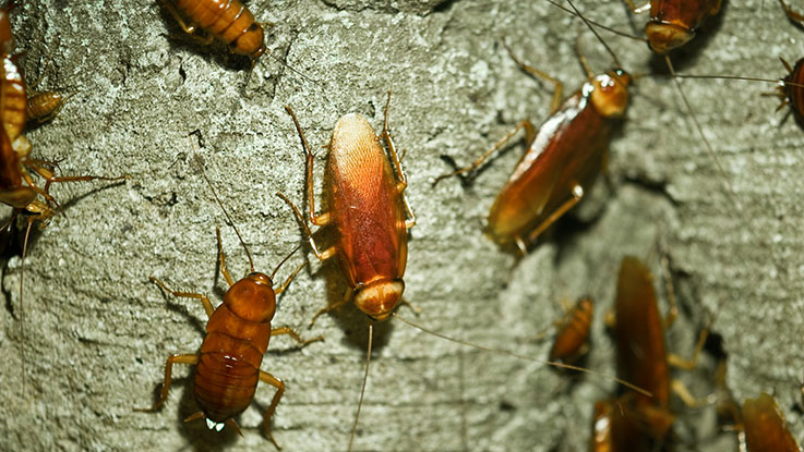 cockroaches on wall